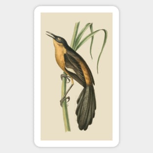 Babbling Thrush Vintage Bird Art - William Swainson Sticker